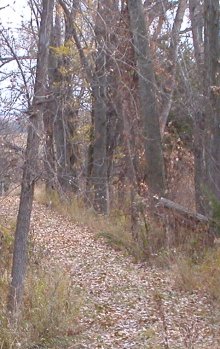 Photo of a path through the woods